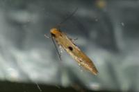 Tinea trinotella