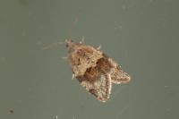 Syndemis musculana