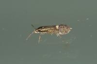 Esperia sulphurella