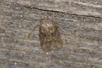 Cnephasia