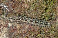 Griposia aprilina