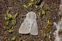 Diaphora mendica