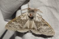 Calliteara pudibunda