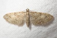 Eupithecia abbreviata