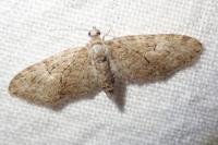 Eupithecia abbreviata