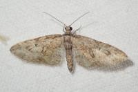 Eupithecia abbreviata