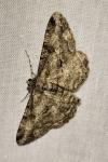 Peribatodes rhomboidaria