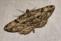 Peribatodes rhomboidaria