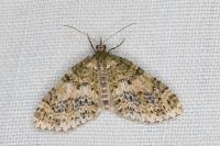 Acasis viretata