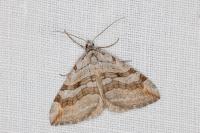 Aplocera