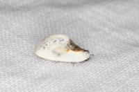 Cilix glaucata