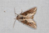 Egira conspicillaris