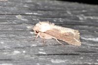 Egira conspicillaris