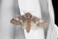 Drymonia ruficornis