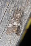 Drymonia ruficornis