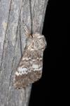 Drymonia ruficornis