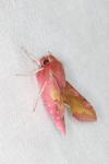Deilephila porcellus