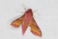 Deilephila porcellus