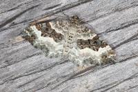 Epirrhoe alternata