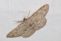 Hypomecis punctinalis