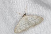 Idaea subsericeata