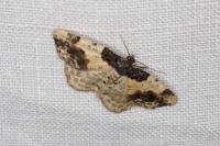 Ligdia adustata