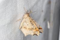 Macaria alternata