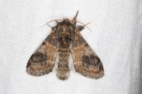 Notodonta tritophus