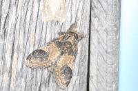 Notodonta tritophus
