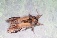 Notodonta ziczac
