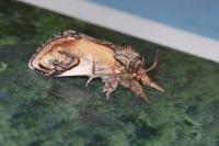 Notodonta ziczac