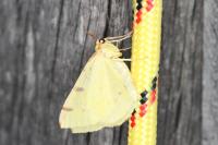 Opisthograptis luteolata
