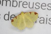 Opisthograptis luteolata