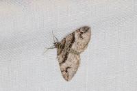 Pareulype berberata berberata