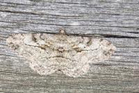 Peribatodes rhomboidaria rhomboidaria