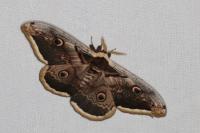 Saturnia pyri
