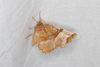 Selenia lunularia