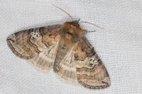 Tethea ocularis