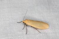 Wittia sororcula