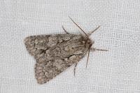 Acronicta auricoma