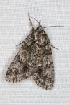 Acronicta rumicis