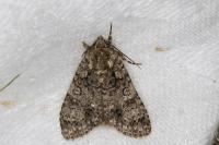 Acronicta rumicis