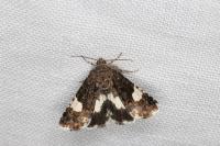 Tyta luctuosa