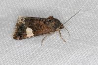 Tyta luctuosa