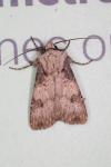 Agrotis puta