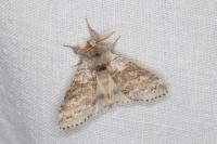 Calliteara pudibunda