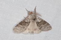 Calliteara pudibunda