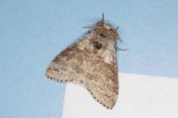 Calliteara pudibunda