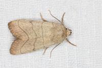 Charanyca trigrammica