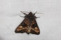 Euplexia lucipara